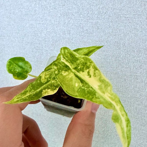 포르테이 바리에가타 무늬천재