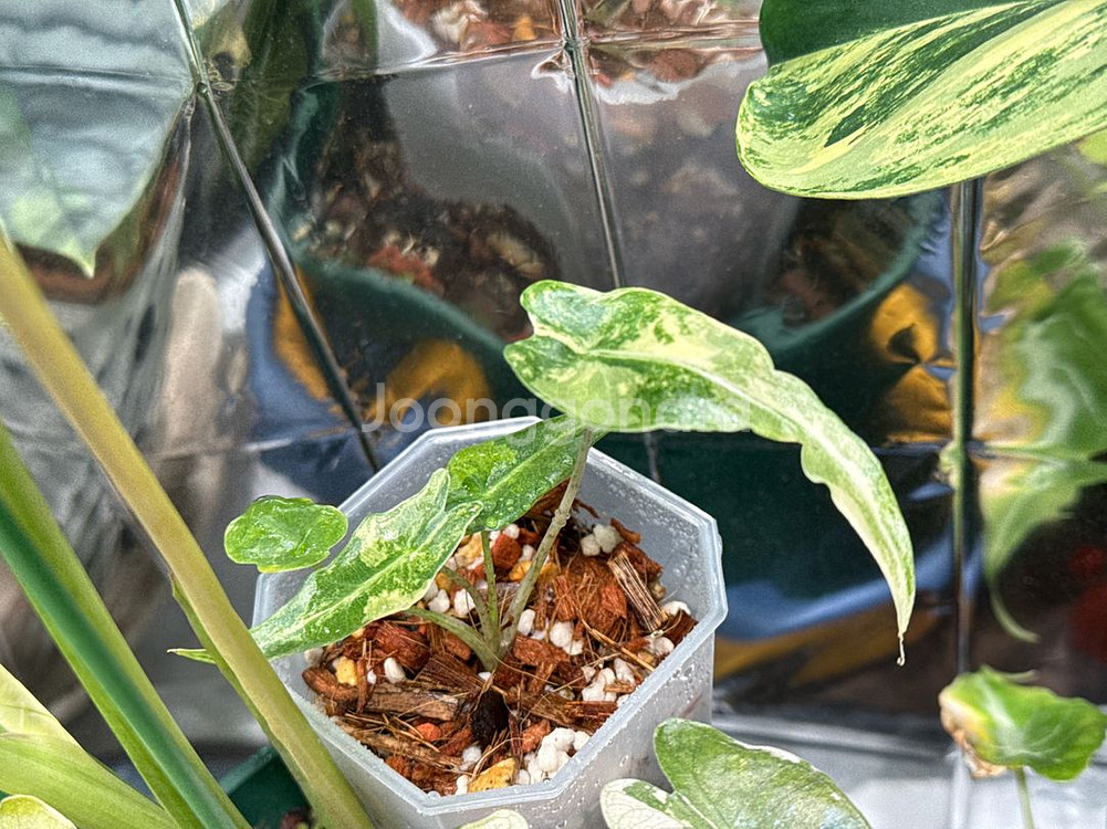 포르테이 바리에가타 무늬천재--1