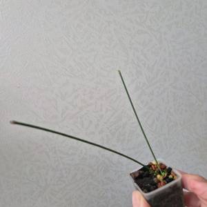 호야 스파티오이데스