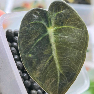 알로카시아하트벌룬옐로우바리에가타