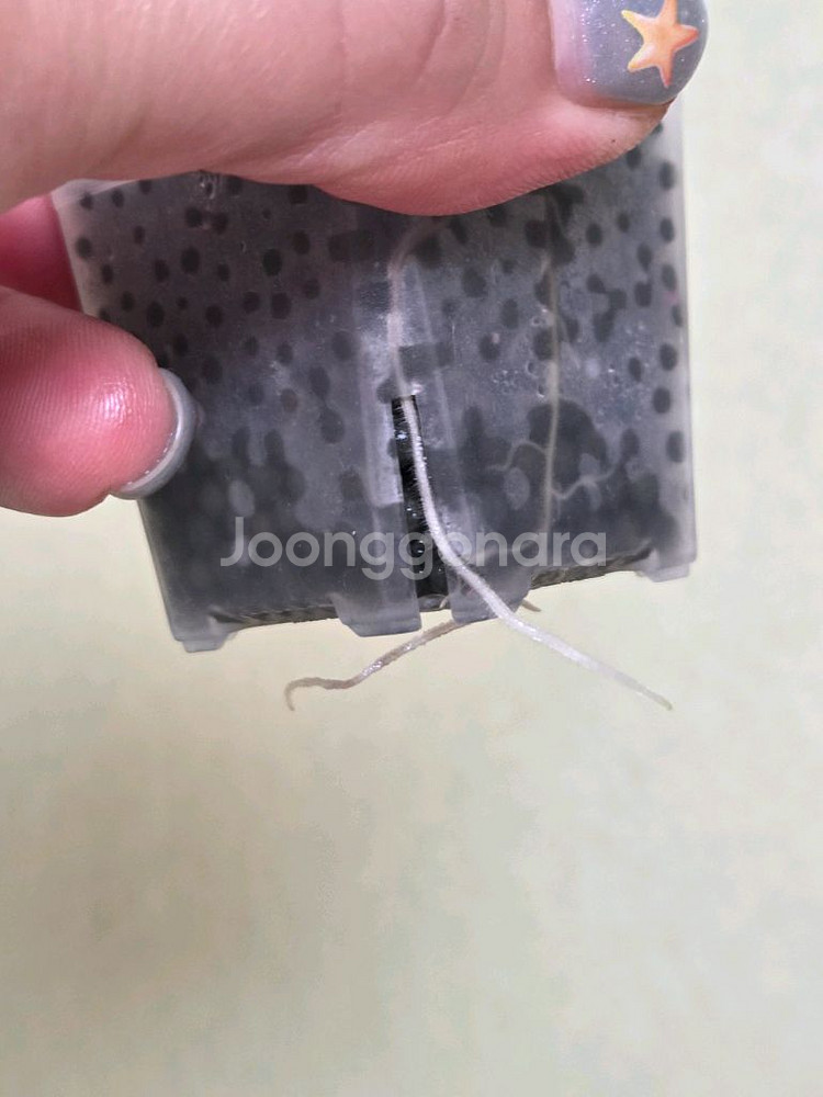 알로카시아하트벌룬옐로우바리에가타--1