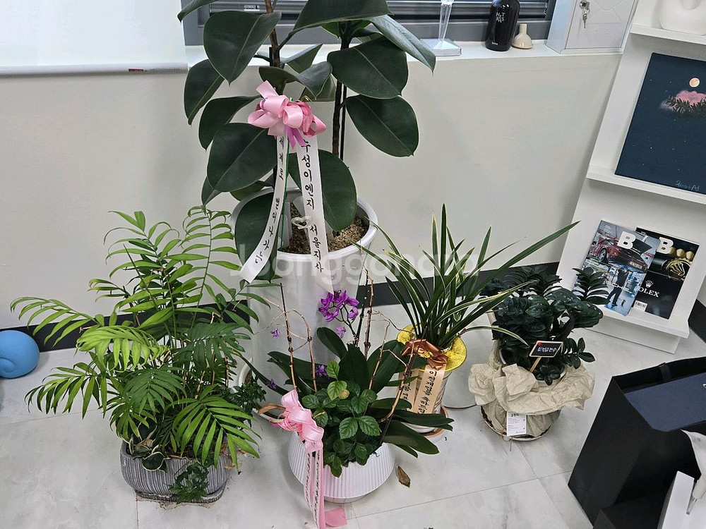 화분 가져가세용ㅇ--0