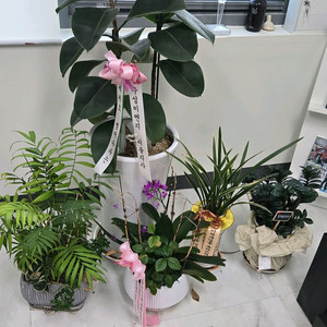 화분 가져가세용ㅇ