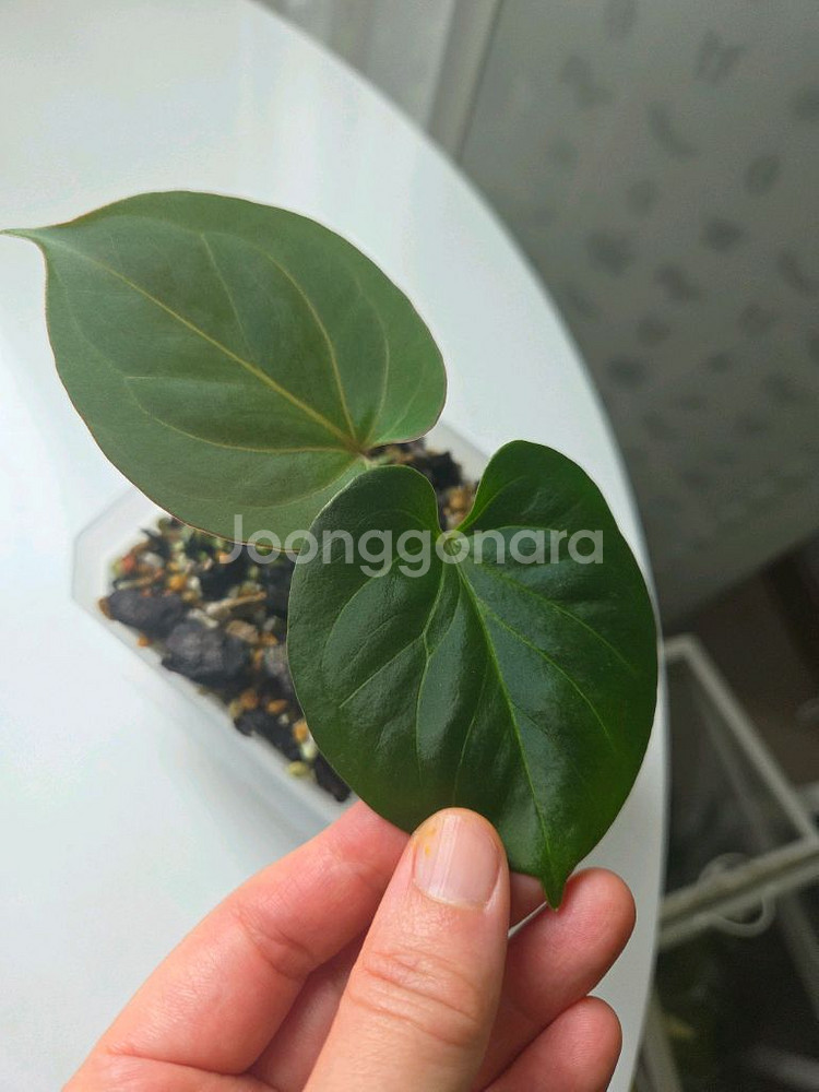 안스리움 킹오브스페이드 레드베인--0