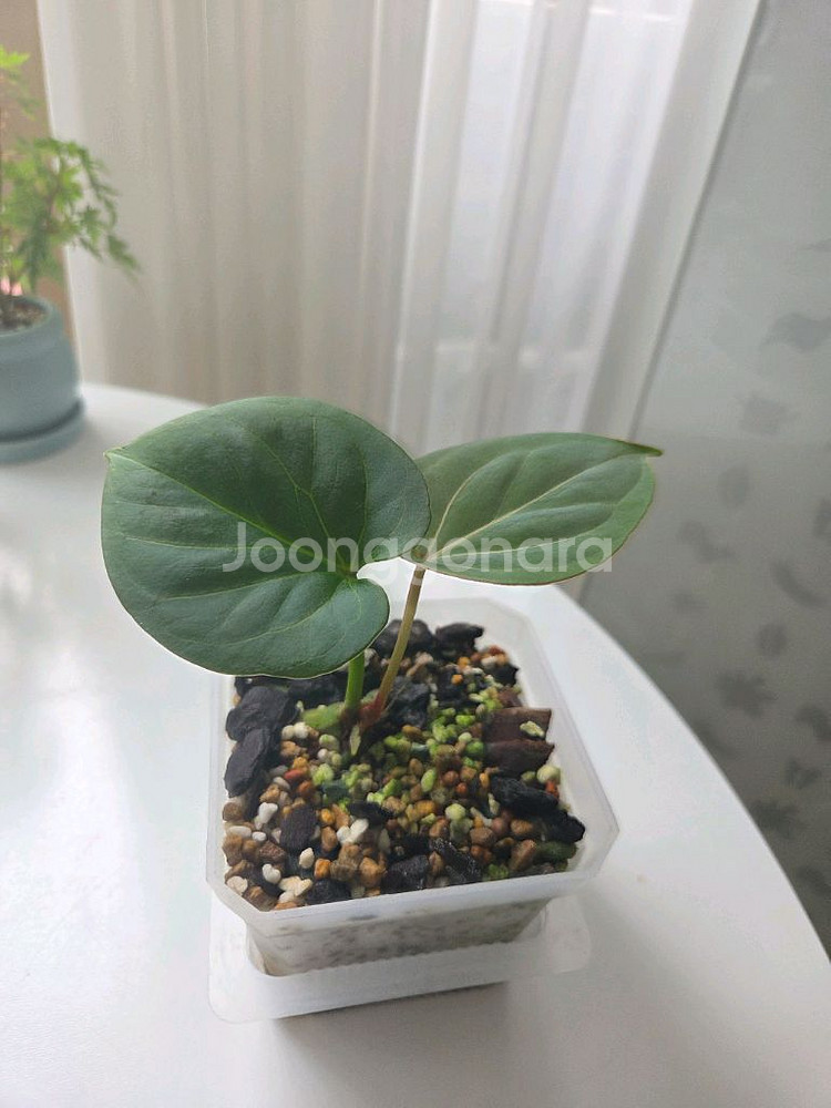 안스리움 킹오브스페이드 레드베인--1