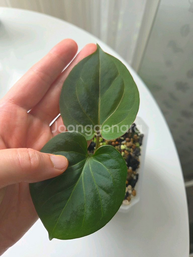 안스리움 킹오브스페이드 레드베인--2