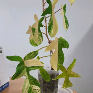 플로리다뷰티 바리에기타