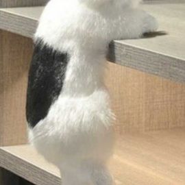 매달린 고양이 인형