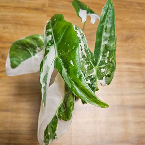 알로카시아롱기로바화이트핑크백