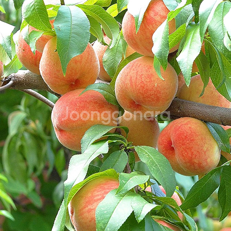 국내산 대극천복숭아--0