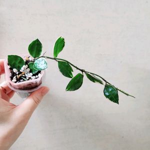 호야아사미