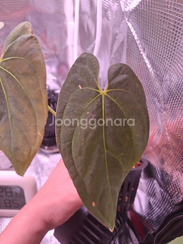 안스리움 파필 파나마--1