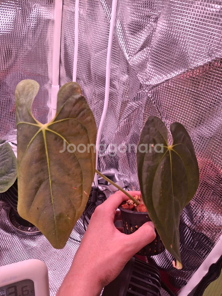 안스리움 파필 파나마--0