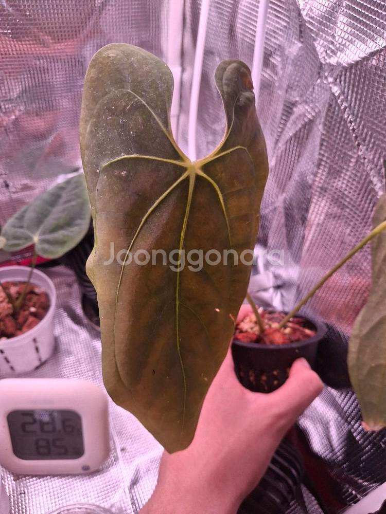 안스리움 파필 파나마--2
