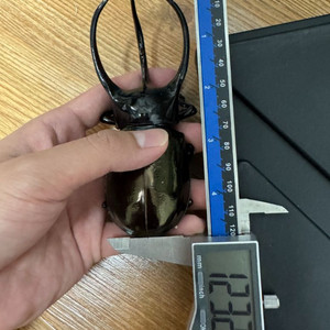 칼코소마 키론 벨랑제 123+mm 표본 판매