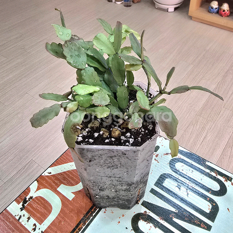 게발선인장(랜덤)--1