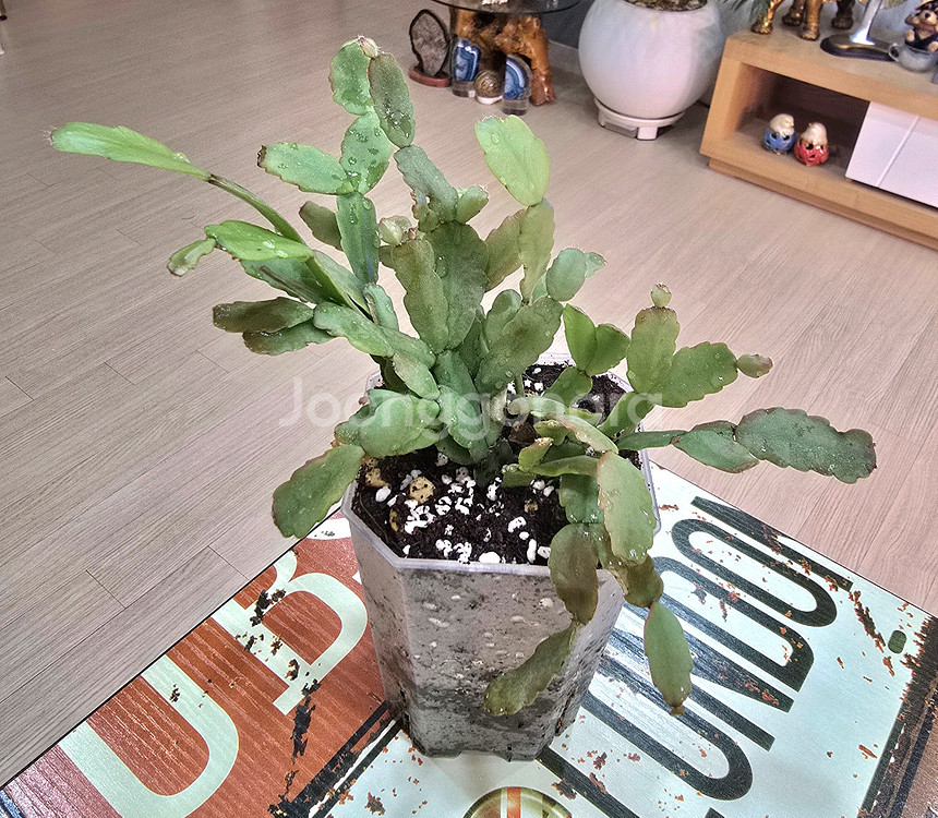 게발선인장(랜덤)--3
