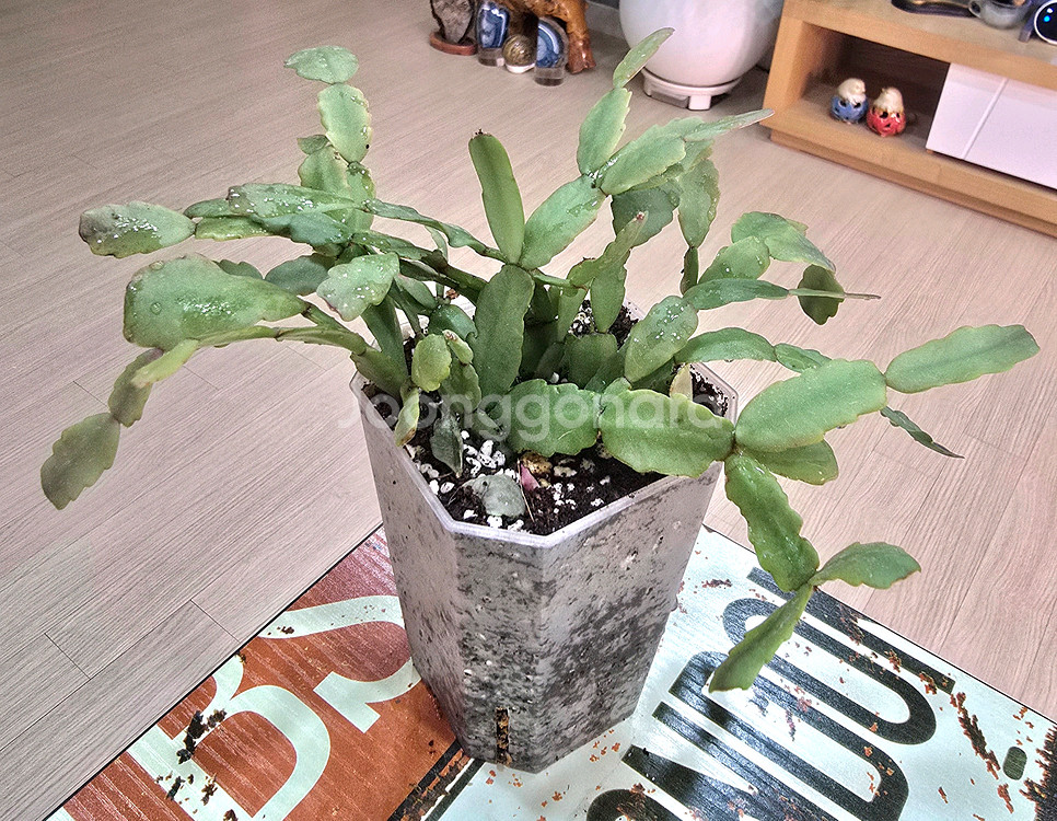 게발선인장(랜덤)--2