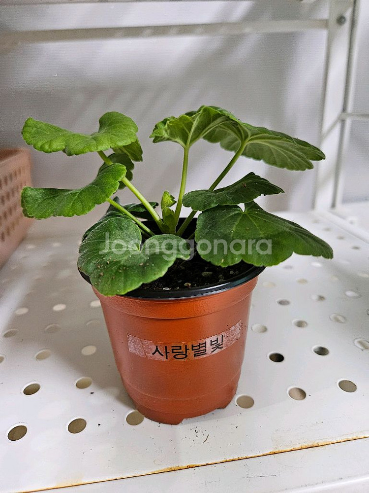 사랑별빛제라늄--1