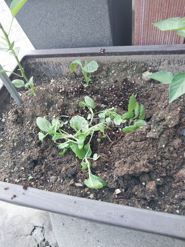 메가 커피 모바일 금액원 5만원 판매합니다--0