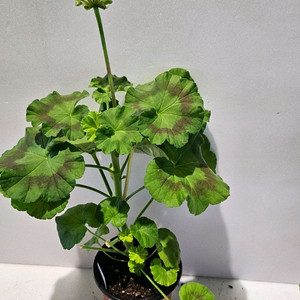 Sy쁘띠따쁘띠(실뭉치님작) K제라늄