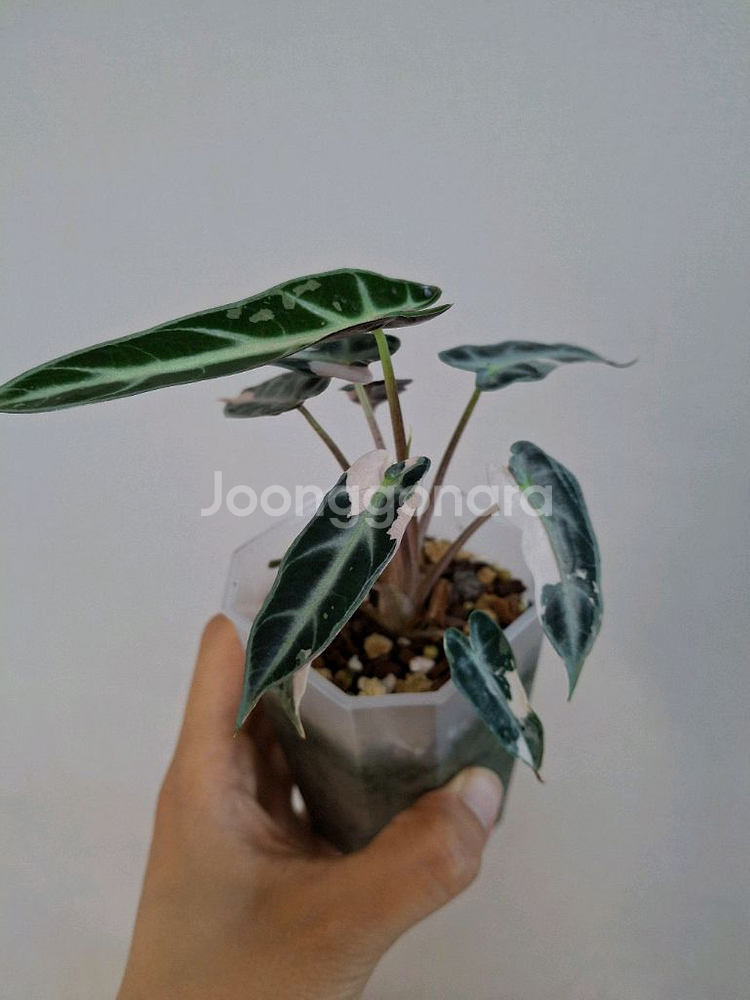 밤비노바리에가타--1