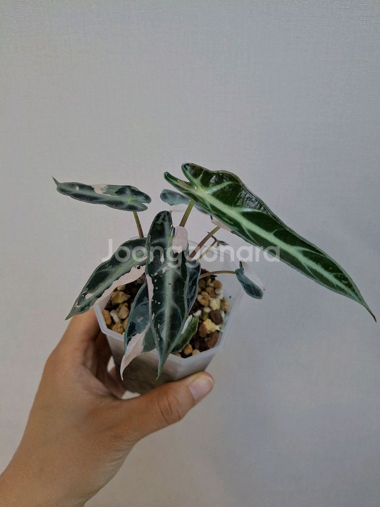 밤비노바리에가타--0