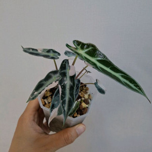 밤비노바리에가타