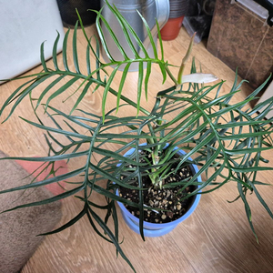 필로덴드론 토텀