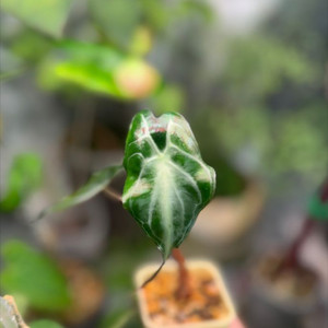 알로카시아 베놈