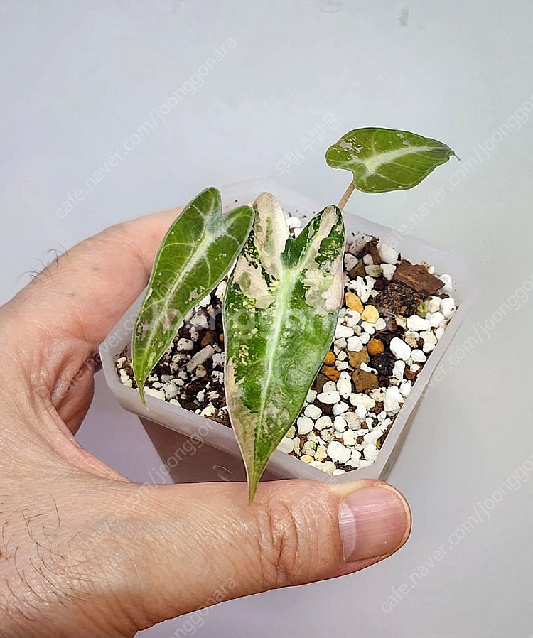 알로카시아밤비노 바리 팔아요--0