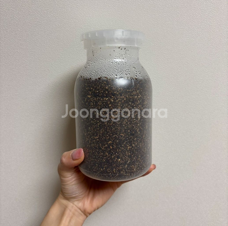 사슴벌레 애벌레 책임 분양 합니다.--1
