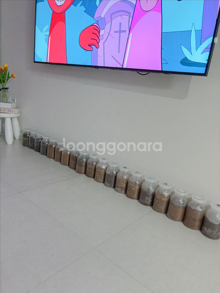 사슴벌레 애벌레 책임 분양 합니다.--2
