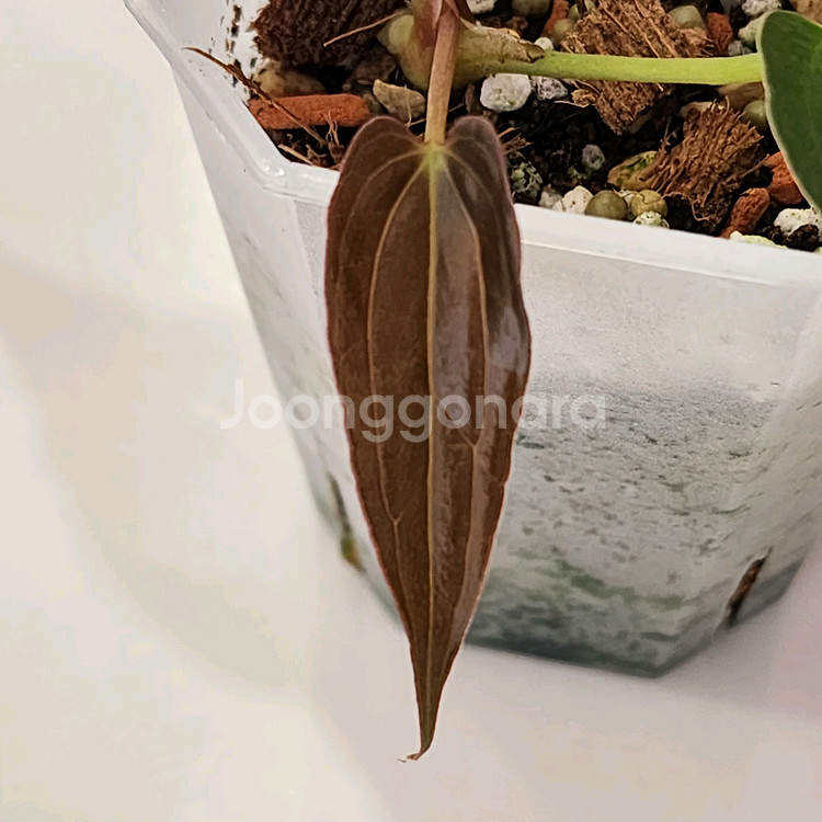 안스리움 블루파필--0