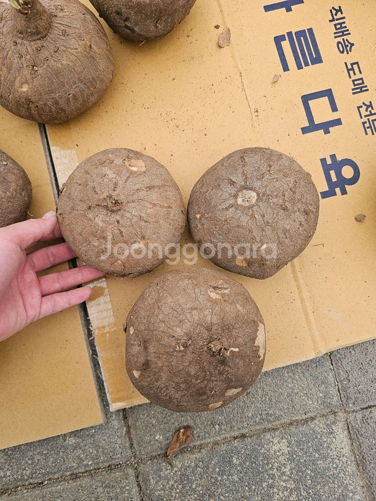 스테파니아 에렉타 (아프리카식물/코덱스)--1