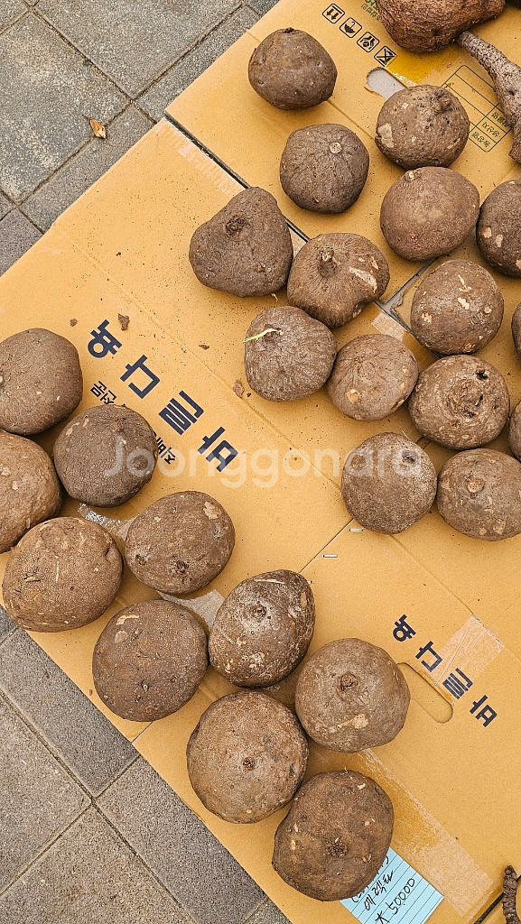 스테파니아 에렉타 (아프리카식물/코덱스)--2