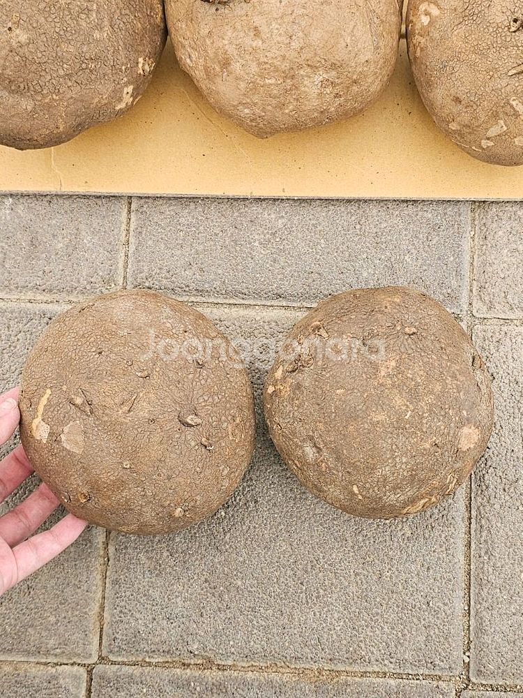 스테파니아 에렉타 (아프리카식물/코덱스)--0