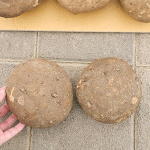 스테파니아 에렉타 (아프리카식물/코덱스)