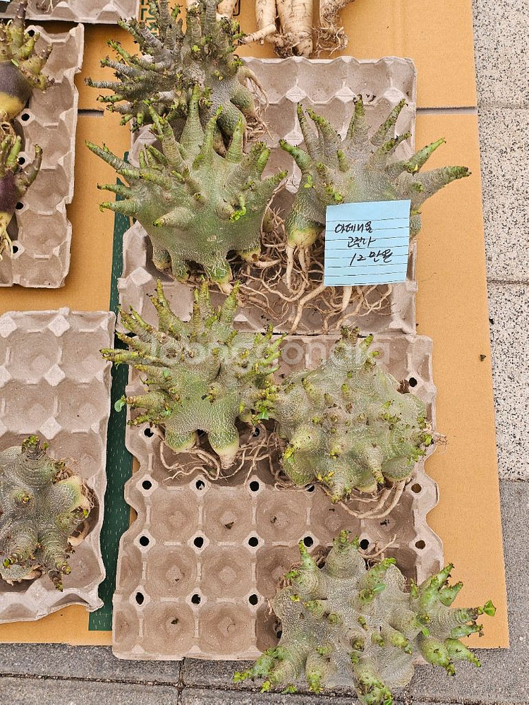 아데니움 고질라, 블랙스킨 (아프리카식물/코덱스)--4