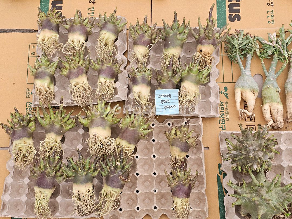 아데니움 고질라, 블랙스킨 (아프리카식물/코덱스)--3