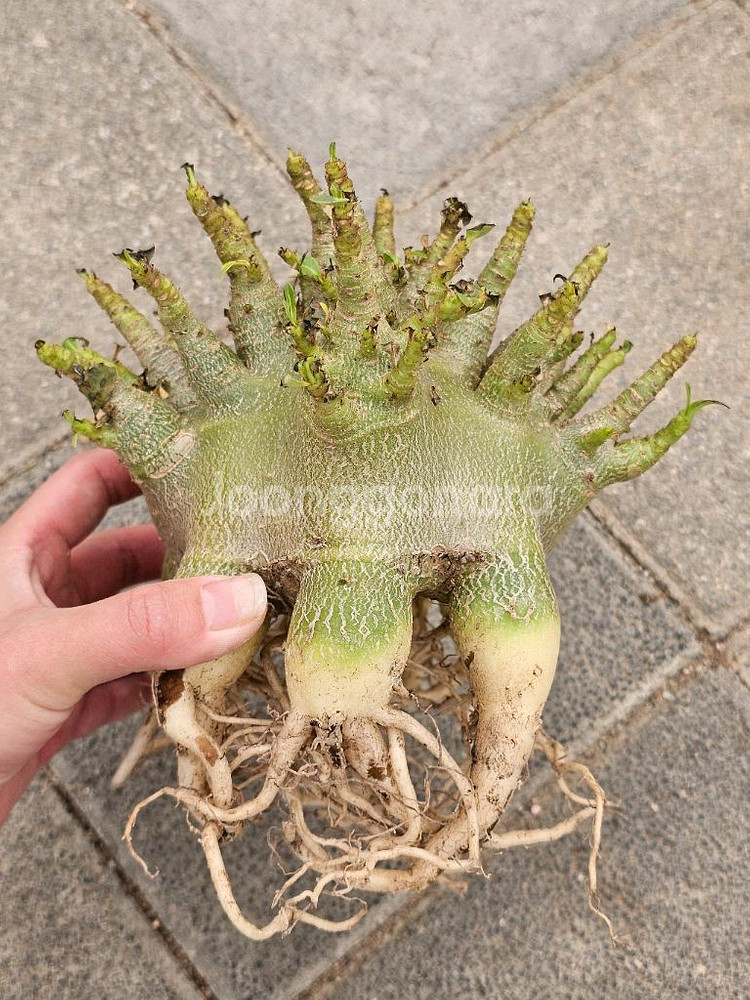 아데니움 고질라, 블랙스킨 (아프리카식물/코덱스)--2