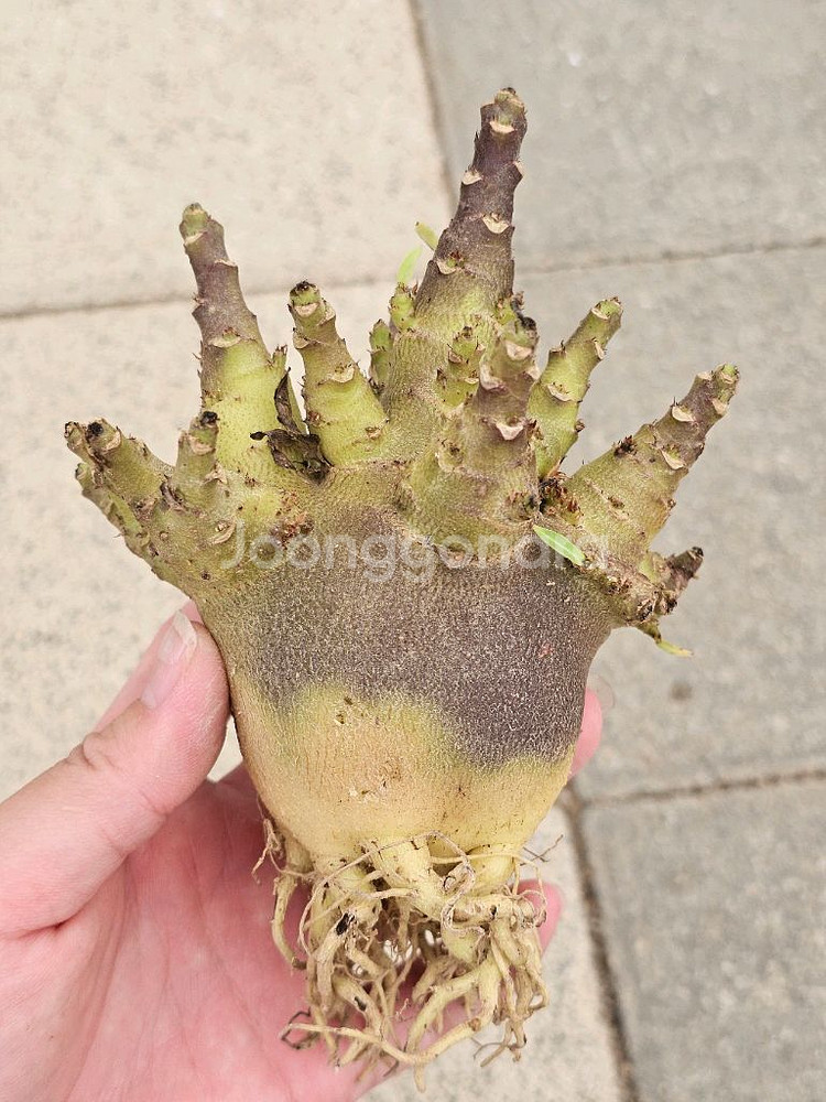 아데니움 고질라, 블랙스킨 (아프리카식물/코덱스)--1