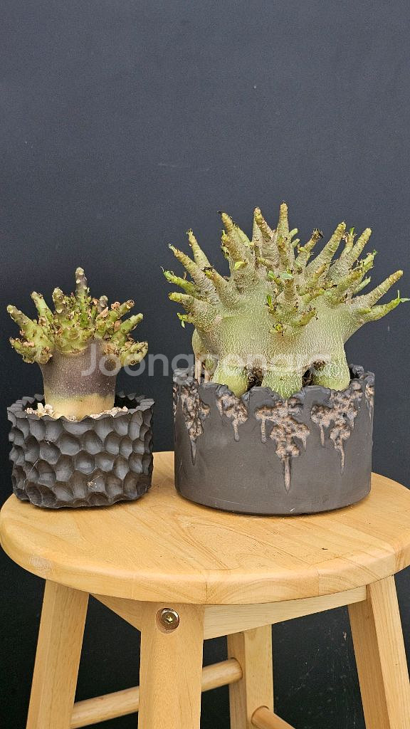 아데니움 고질라, 블랙스킨 (아프리카식물/코덱스)--0