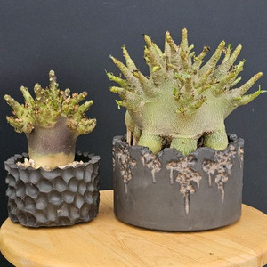 아데니움 고질라, 블랙스킨 (아프리카식물/코덱스)