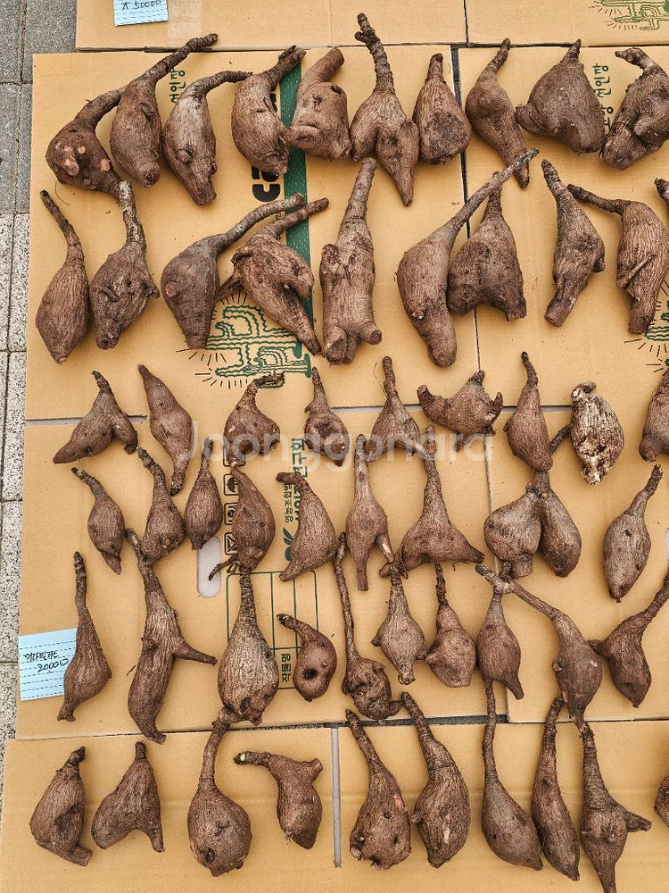 미라빌리스 (아프리카식물/코덱스)--0