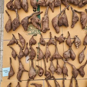 미라빌리스 (아프리카식물/코덱스)