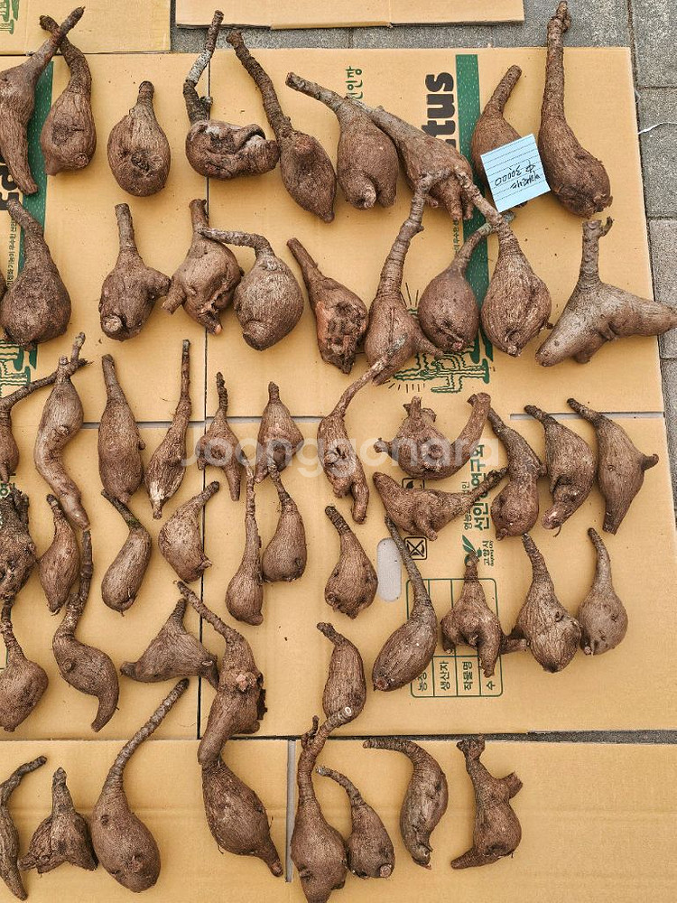 미라빌리스 (아프리카식물/코덱스)--1