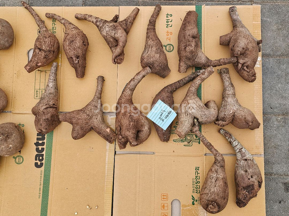 미라빌리스 (아프리카식물/코덱스)--2