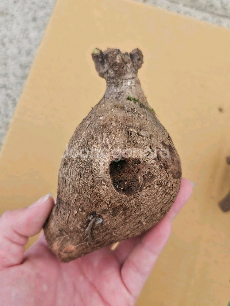 미라빌리스 (아프리카식물/코덱스)--4