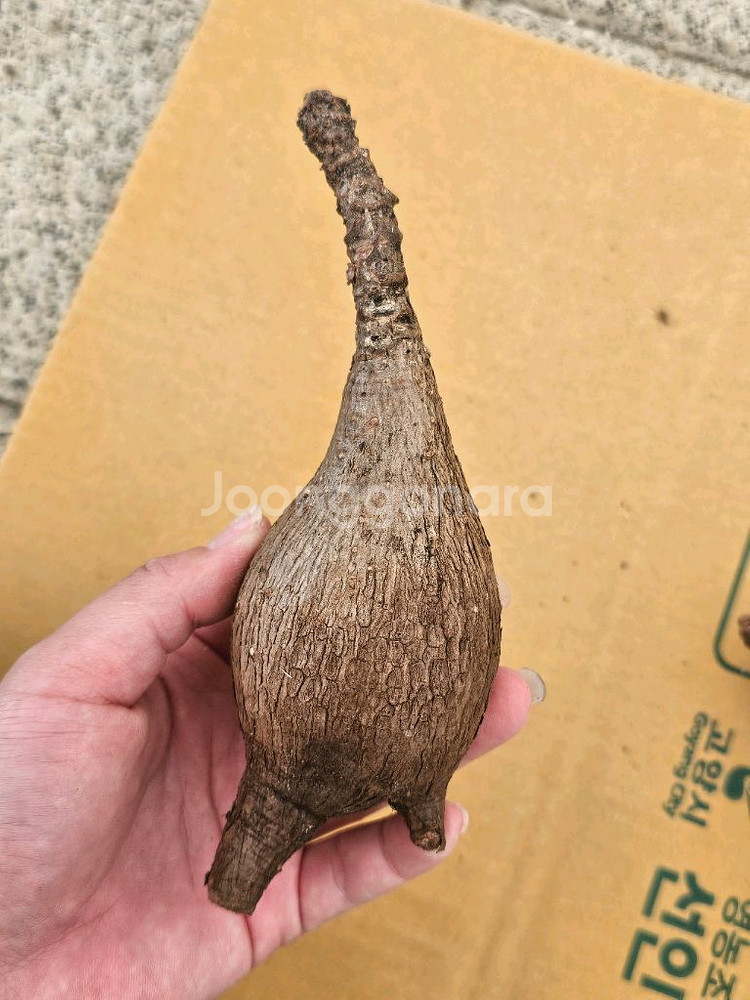 미라빌리스 (아프리카식물/코덱스)--5